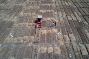 FAO food price index rises again in February after five months