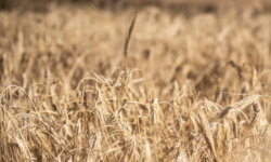 The Hungarian Bioculture Association calls on the agricultural leadership to take effective action against the NGT decree