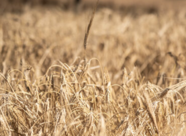 Hatékony fellépést kér az agrárvezetéstől az NGT-rendelet ellen a Magyar Biokultúra Szövetség