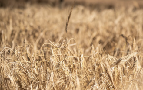 The Hungarian Bioculture Association calls on the agricultural leadership to take effective action against the NGT decree