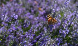 Bouquet or potted plant? This is how flower buying habits are changing on Women’s Day