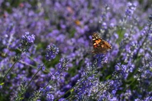 Bouquet or potted plant? This is how flower buying habits are changing on Women’s Day