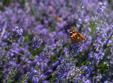 Bouquet or potted plant? This is how flower buying habits are changing on Women’s Day