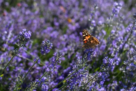Bouquet or potted plant? This is how flower buying habits are changing on Women’s Day