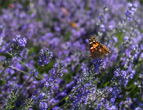 Bouquet or potted plant? This is how flower buying habits are changing on Women’s Day