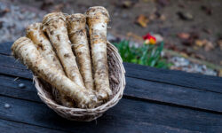 The beer industry continues to search for high-quality Hungarian horseradish