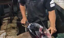 Így tisztítsd a tonhaladat – A nap videója