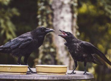 MME has compiled an electronic resource to assist in the survey of nest colonies of the urban crow