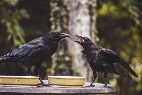 MME has compiled an electronic resource to assist in the survey of nest colonies of the urban crow