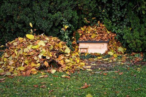 A sünök védelmére hívja fel a figyelmet a tavaszi kerti munkák idején az MME