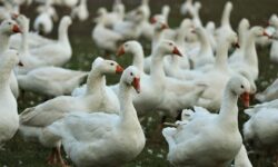 Harc a madárinfluenza ellen – 20 év tanulságai