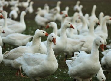 Harc a madárinfluenza ellen – 20 év tanulságai