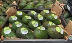 (HU) Új technológiával mérsékli az avokádó-pazarlást a Coop Norvégia