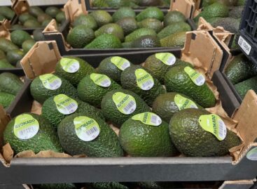 Új technológiával mérsékli az avokádó-pazarlást a Coop Norvégia