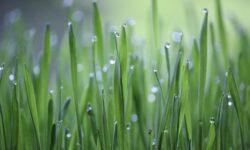 Hazatértek az első magyar űrnövénykísérlet mintái Debrecenbe