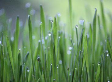 Samples of the first Hungarian space plant experiment return to Debrecen