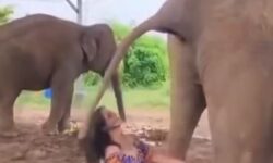 (HU) Ami kicsiben bevált… – A nap videója