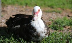 Bird flu confirmed again in Bács-Kiskun County