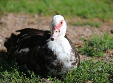 Bács-Kiskun vármegyében ismét igazolták a madárinfluenzát