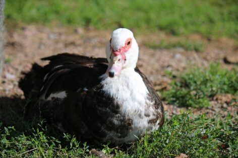 Bács-Kiskun vármegyében ismét igazolták a madárinfluenzát