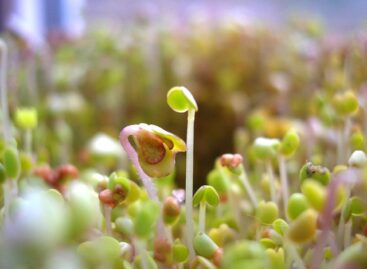 International seed sampling workshop: Experts from 15 countries arrive in Hungary