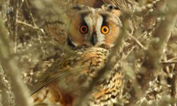 Közel húszezer erdei fülesbagoly telelt Magyarországon