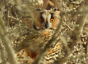Nearly twenty thousand long-eared owls wintered in Hungary