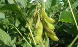 EU soybean acreage may increase