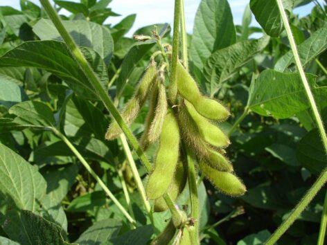 EU soybean acreage may increase