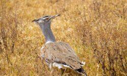 Milestone in bustard conservation