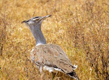 Mérföldkő a túzokvédelemben