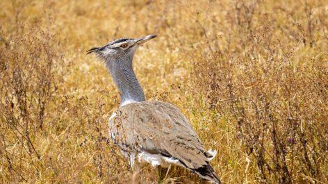 Milestone in bustard conservation