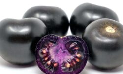 Purple tomatoes could be coming to stores: Purple Bliss could be launched in Australia