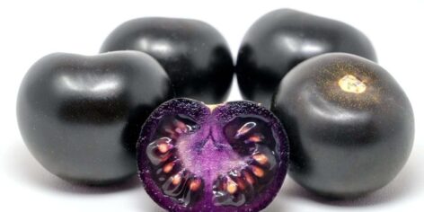 Purple tomatoes could be coming to stores: Purple Bliss could be launched in Australia