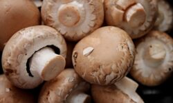 Gombatermesztőket ellenőrzött a Nébih