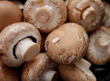 Mushroom growers inspected by Nébih
