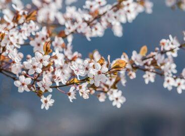 Agrometeorology: the soil needs precipitation, but dry weather is ideal for flowering fruit trees