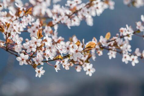 Agrometeorology: the soil needs precipitation, but dry weather is ideal for flowering fruit trees