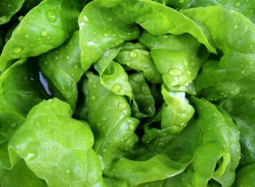 Domestic lettuce became cheaper, imported lettuce more expensive at the beginning of the year