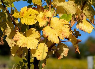 Tavaszi lépések a szőlő aranyszínű sárgaság betegség ellen
