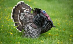 The Hungarian turkey sector is back on a growth path