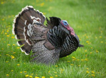 A magyar pulykaágazat újra növekedési pályán