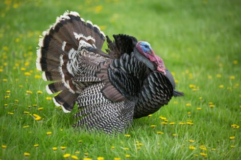The Hungarian turkey sector is back on a growth path