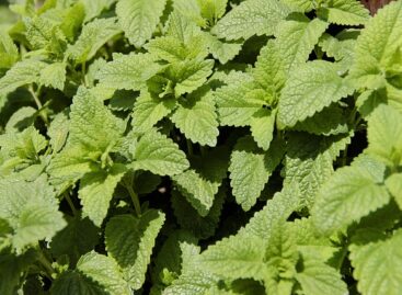 Szennyezett citromfűlevél visszahívását kezdeményezte a fogyasztóvédelmi hatóság