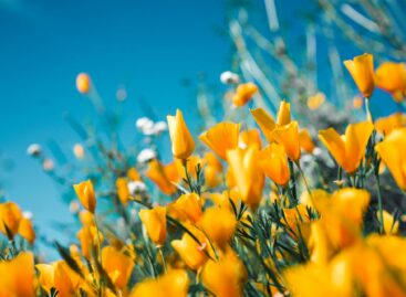 Visit Hungary: registration for the 33rd Flowering Hungary competition has started