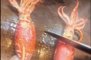 Tintahal to go – A nap videója