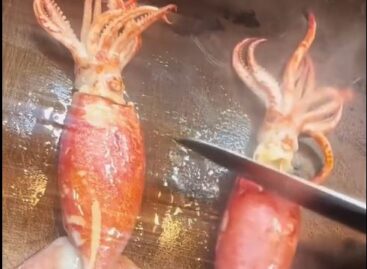 Tintahal to go – A nap videója