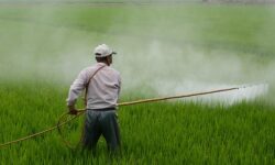 Nébih draws attention to the dangers of counterfeit pesticides