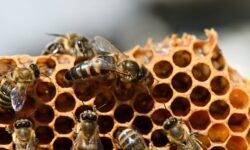 Municipal lockdown ordered in part of Békéscsaba and Békés due to bee disease