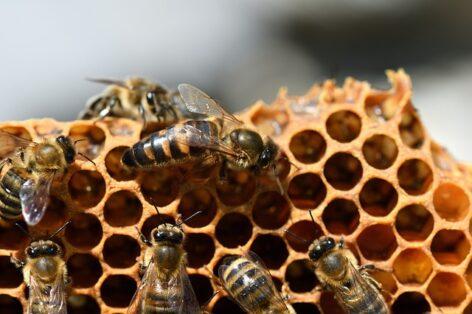 Méhbetegség miatt rendeltek el községi zárlatot Békéscsaba és Békés egy részén